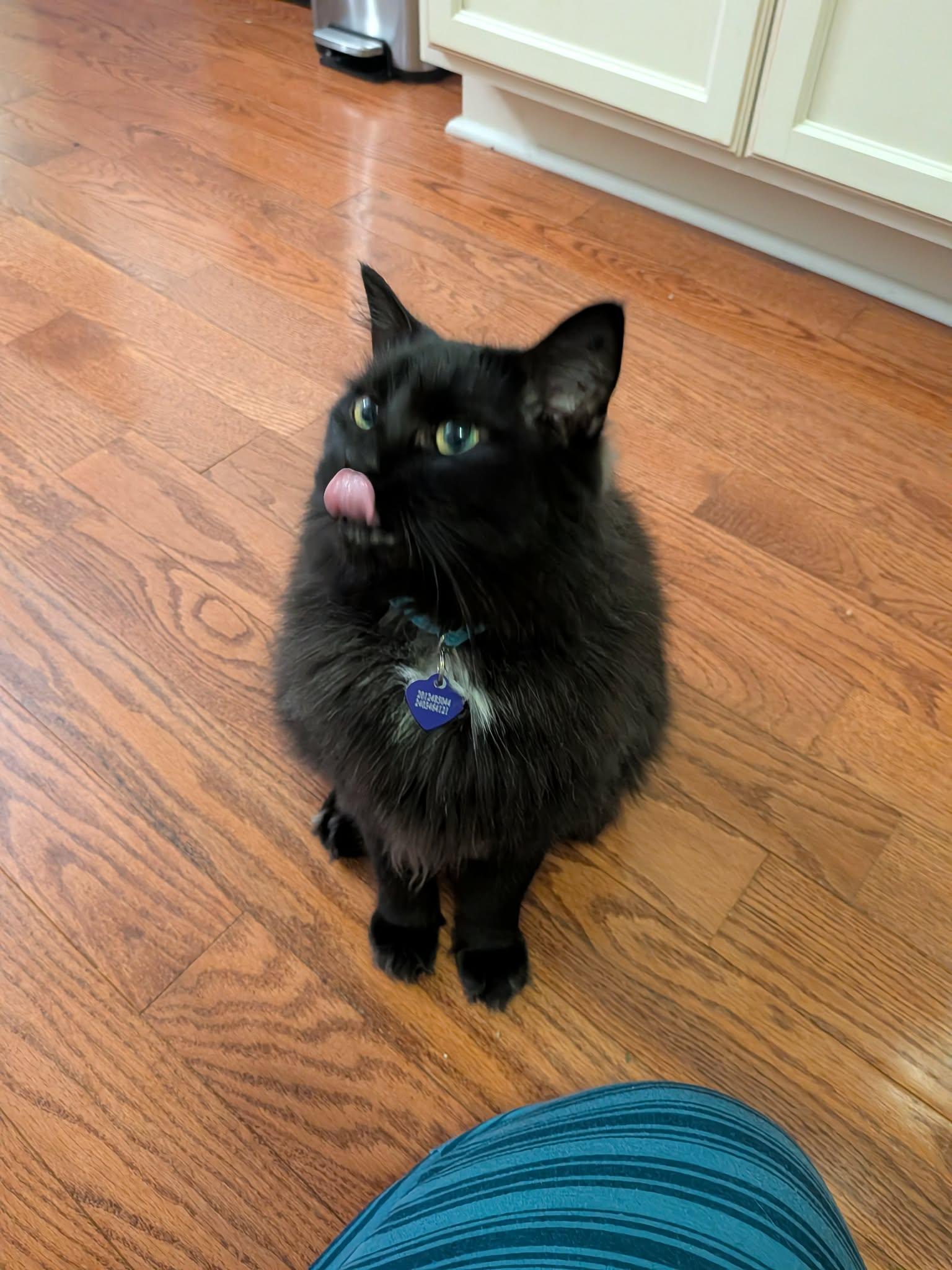 Maxine, Adoptable, Adult Female Domestic Long Hair.
