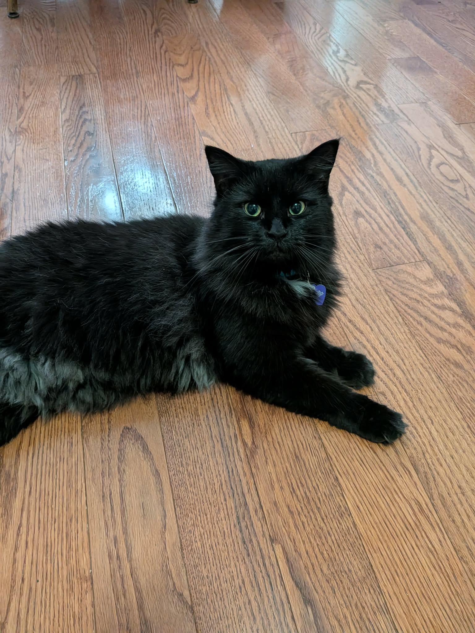 Enlarge Maxine, a Adoptable Domestic Long Hair in King George, VA image 2/3