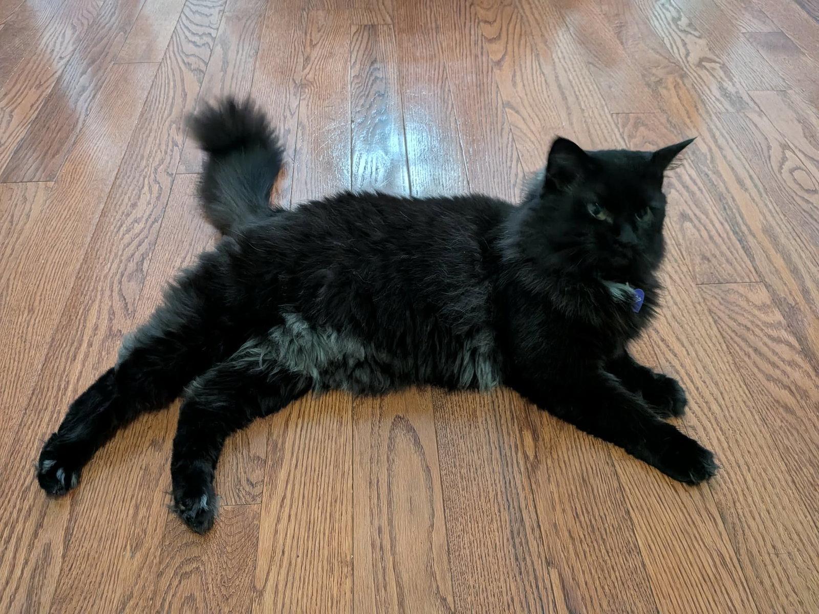 Enlarge Maxine, a Adoptable Domestic Long Hair in King George, VA image 3/3