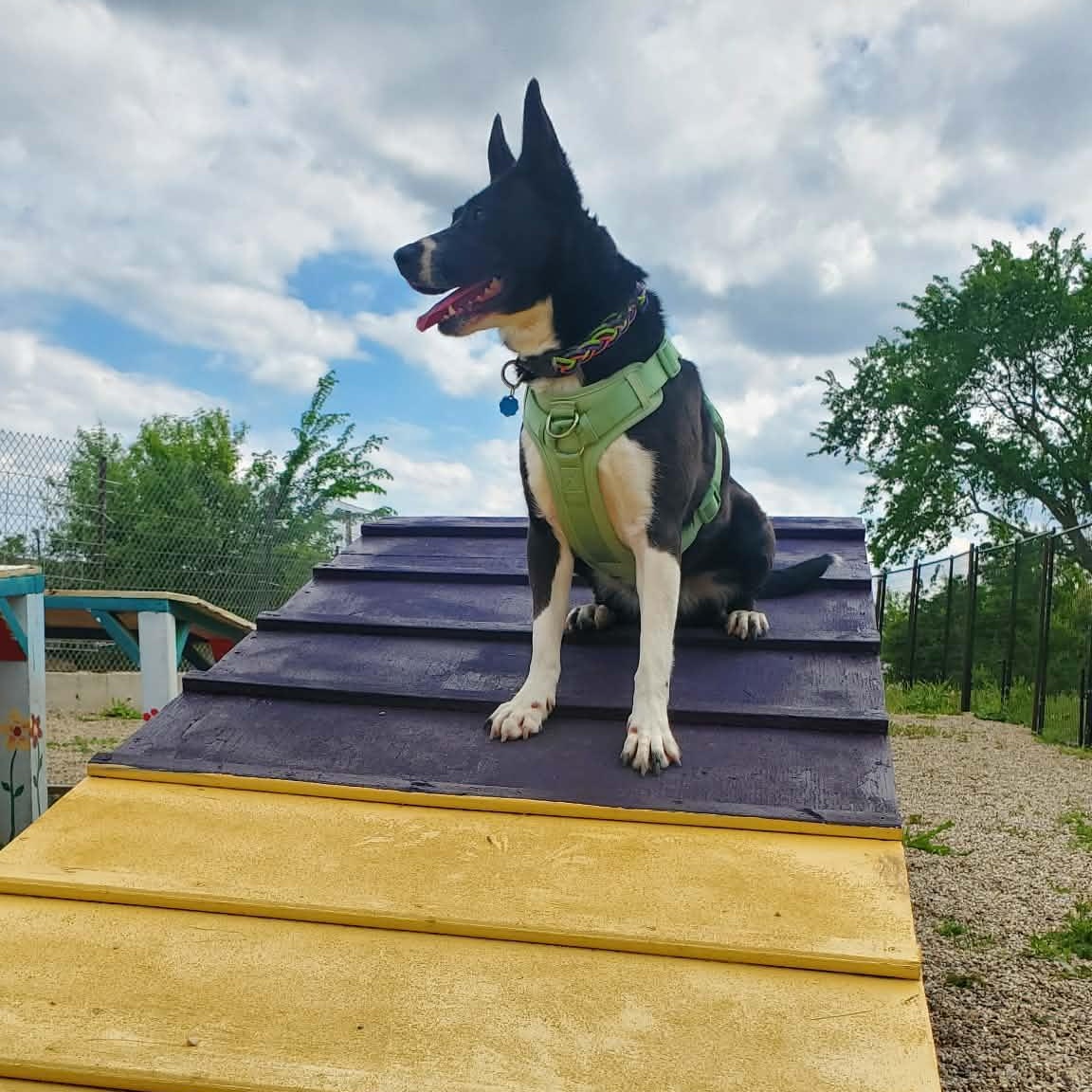 Sol, a ADOPTABLE Border Collie in Hutchinson, MN image 2/6
