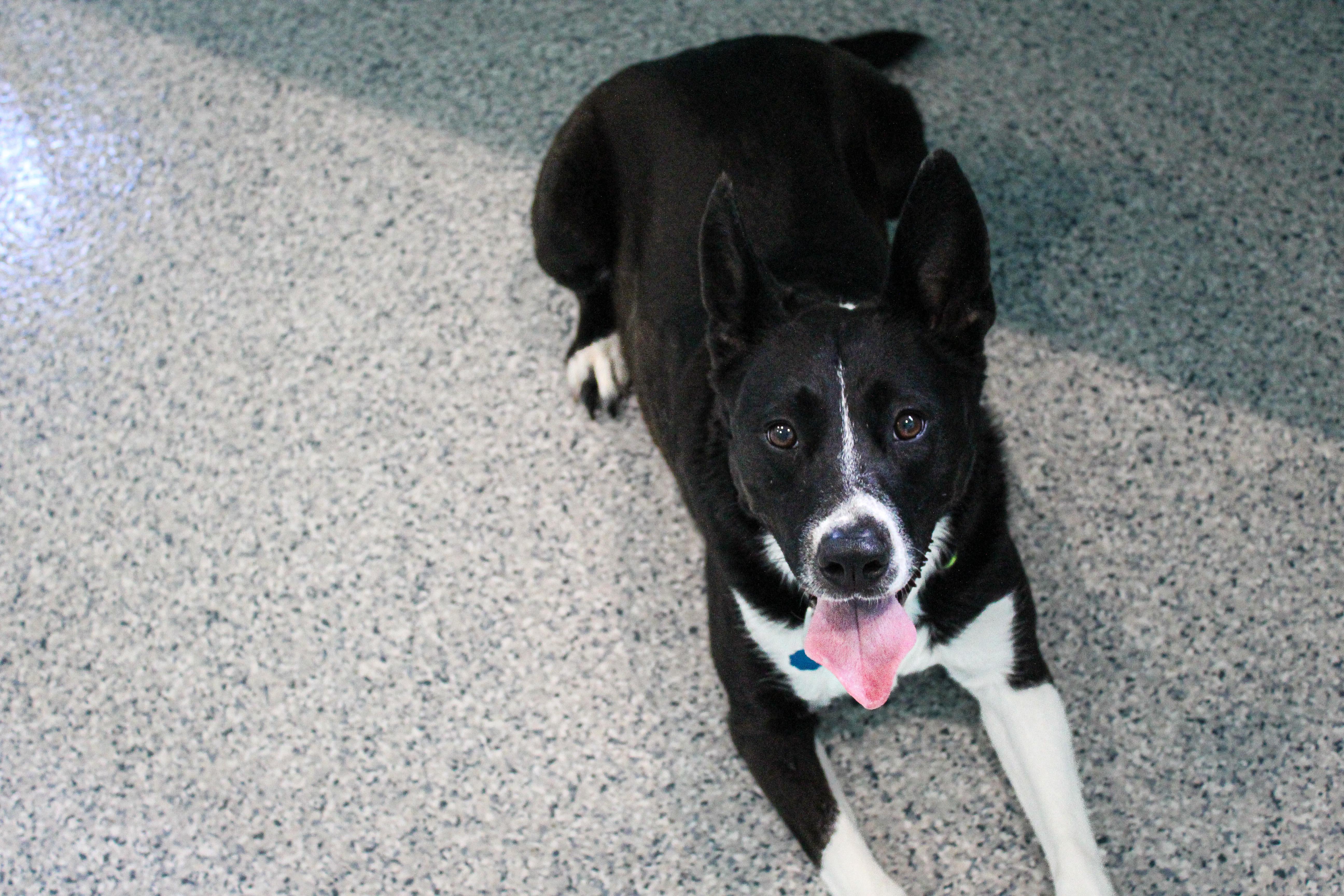 Sol, a ADOPTABLE Border Collie in Hutchinson, MN image 3/6