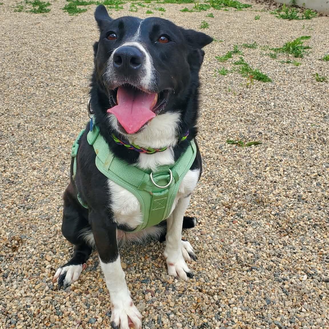 Sol, a ADOPTABLE Border Collie in Hutchinson, MN image 6/6