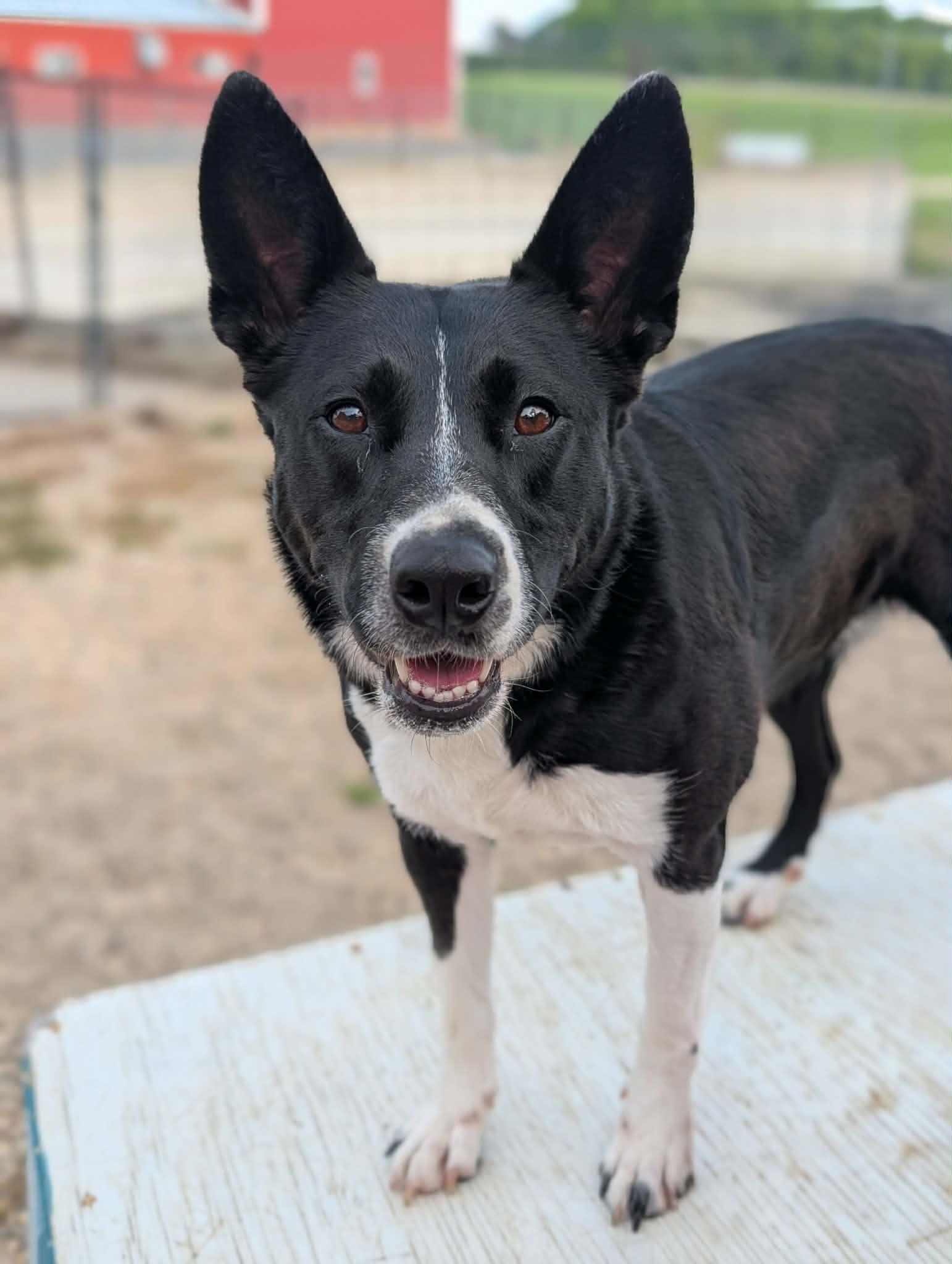 Sol, a ADOPTABLE Border Collie in Hutchinson, MN image 2/5