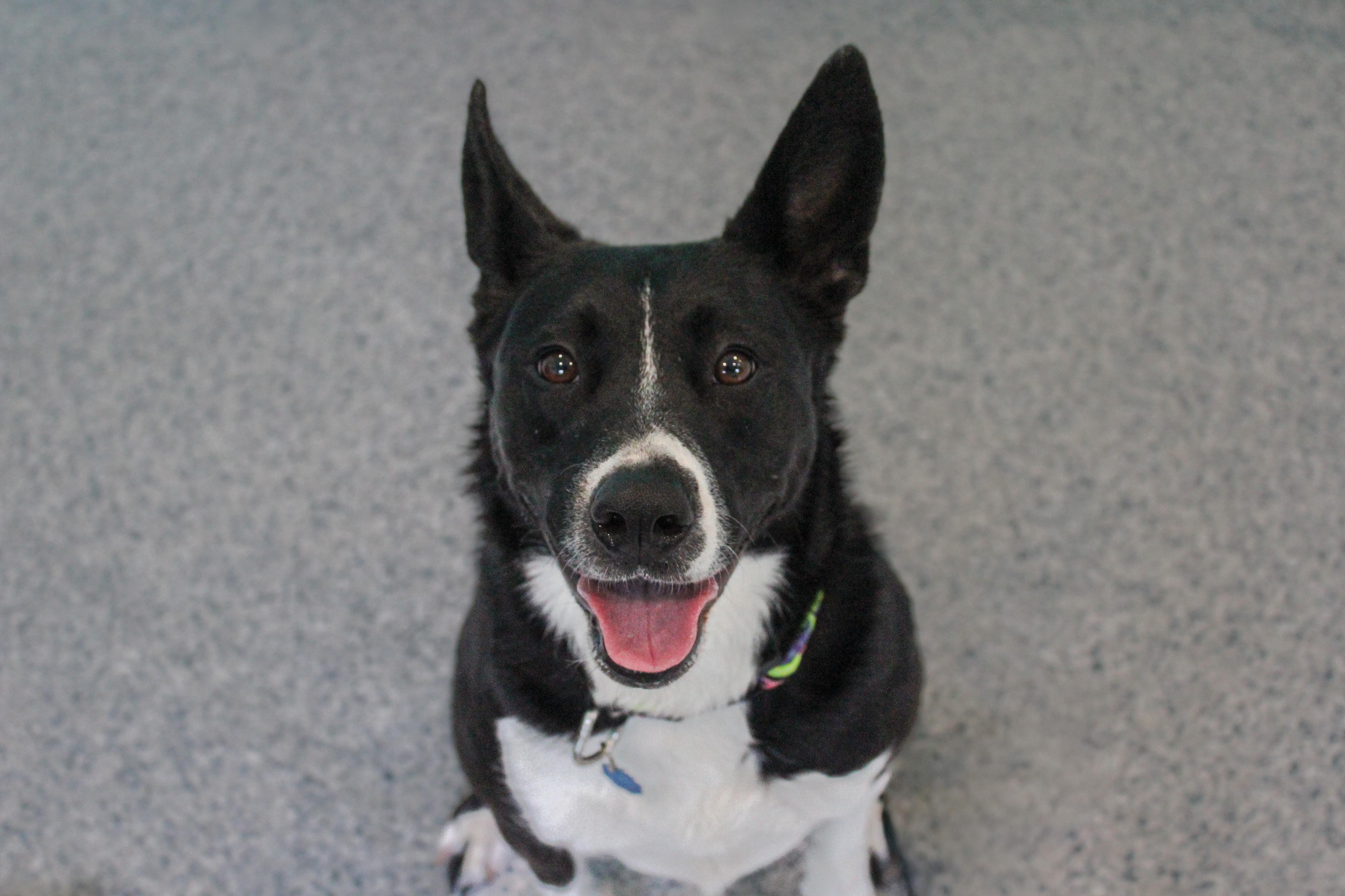 Sol, a ADOPTABLE Border Collie in Hutchinson, MN image 1/6