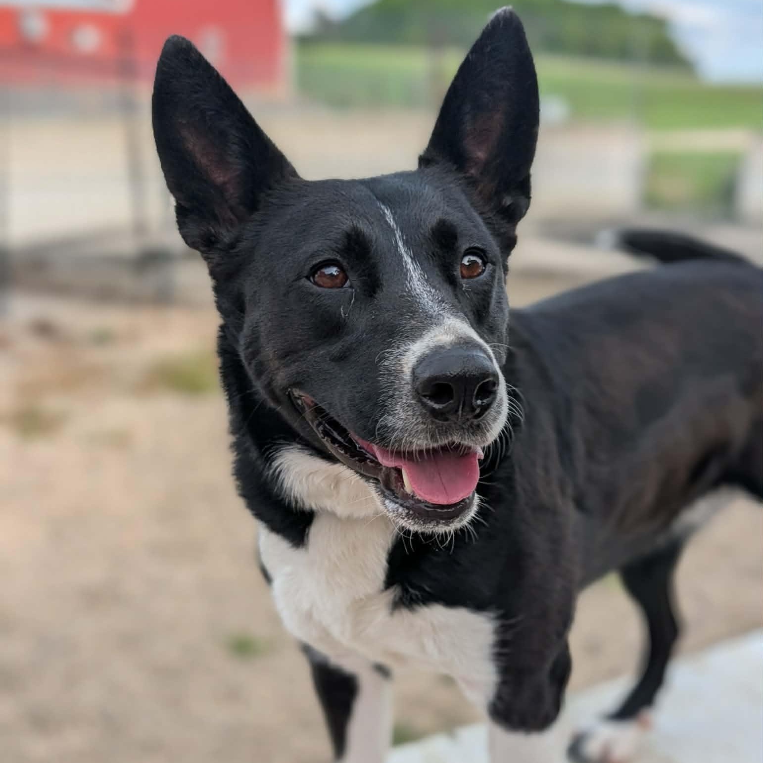 Sol, a ADOPTABLE Border Collie in Hutchinson, MN image 1/5