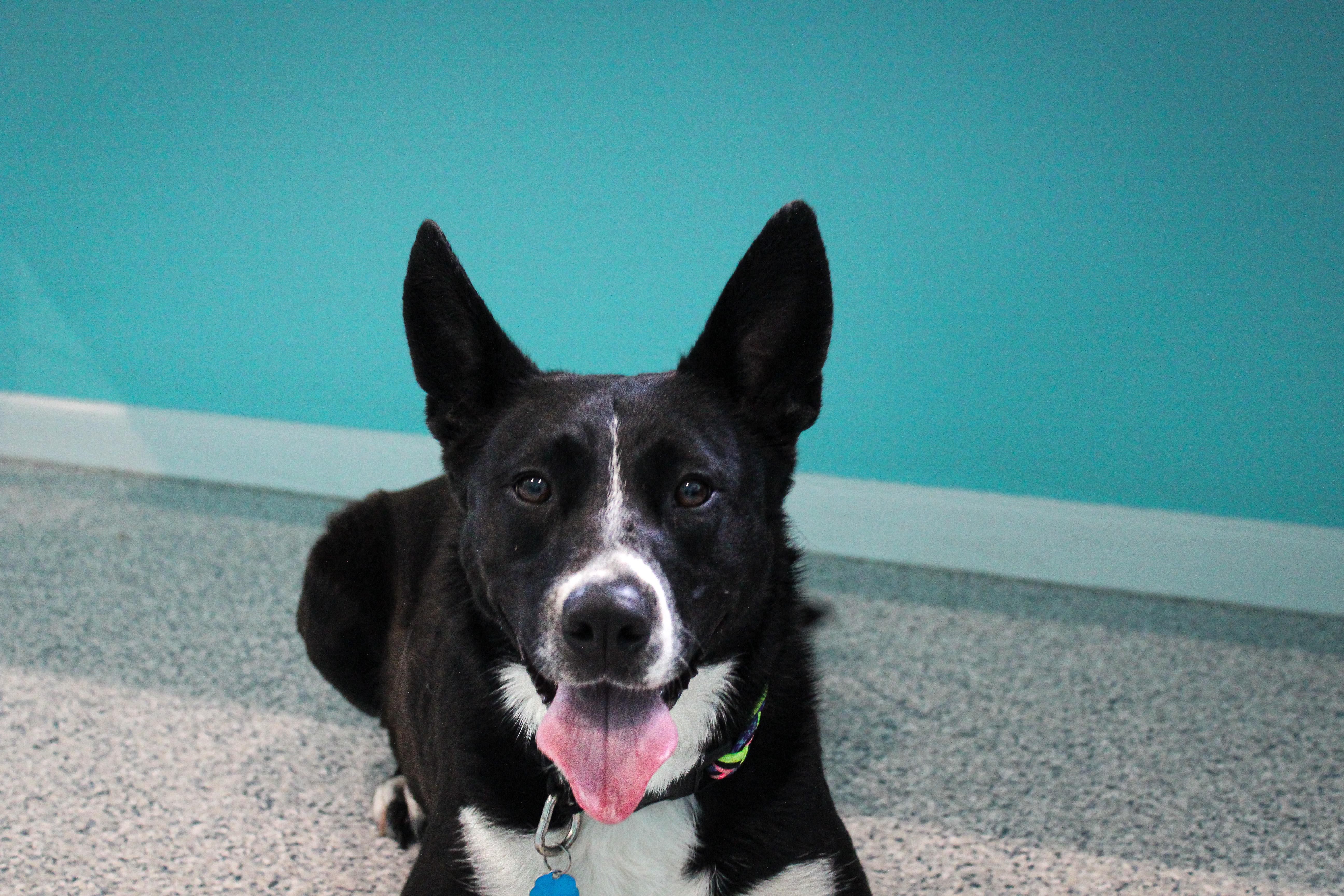 Sol, a ADOPTABLE Border Collie in Hutchinson, MN image 5/6