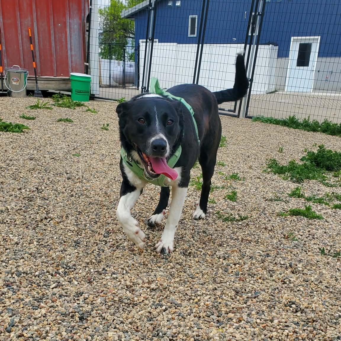 Sol, a ADOPTABLE Border Collie in Hutchinson, MN image 4/6