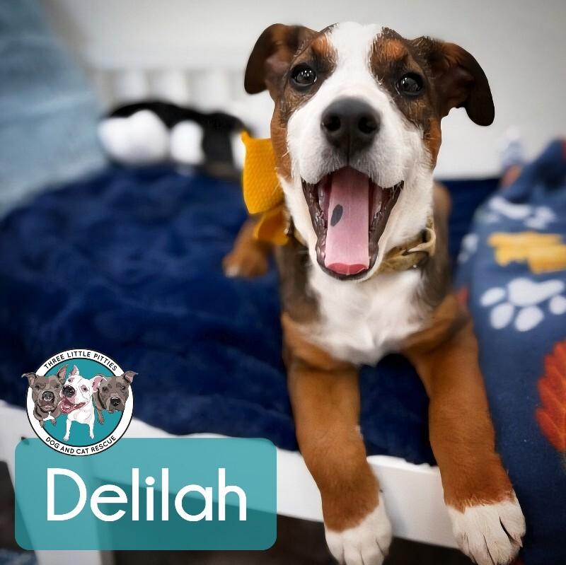 Delilah Belle Tenderheart — thumbnail 4