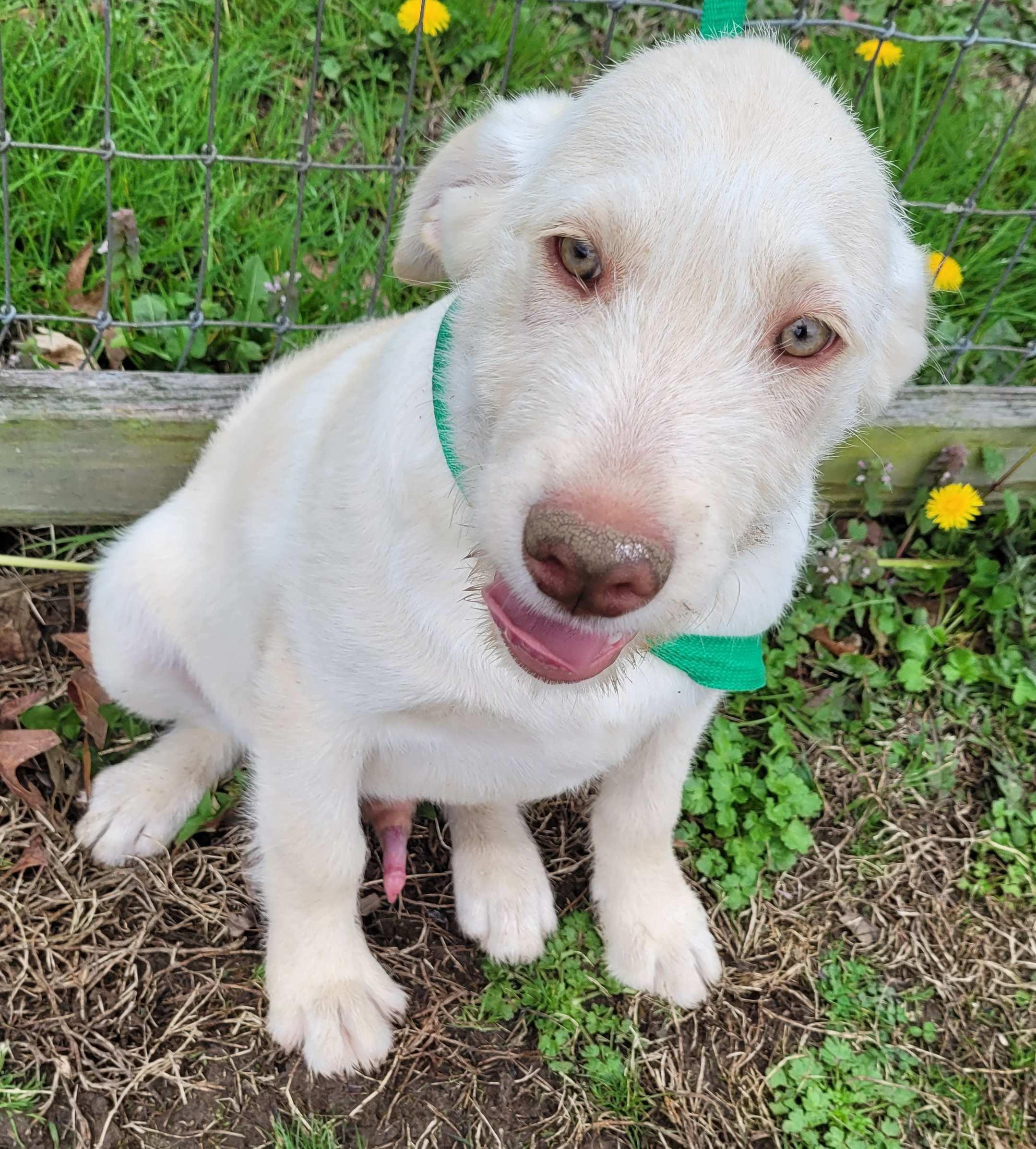 Bufford, an adopted mixed breed in Killingworth, CT image 3/6
