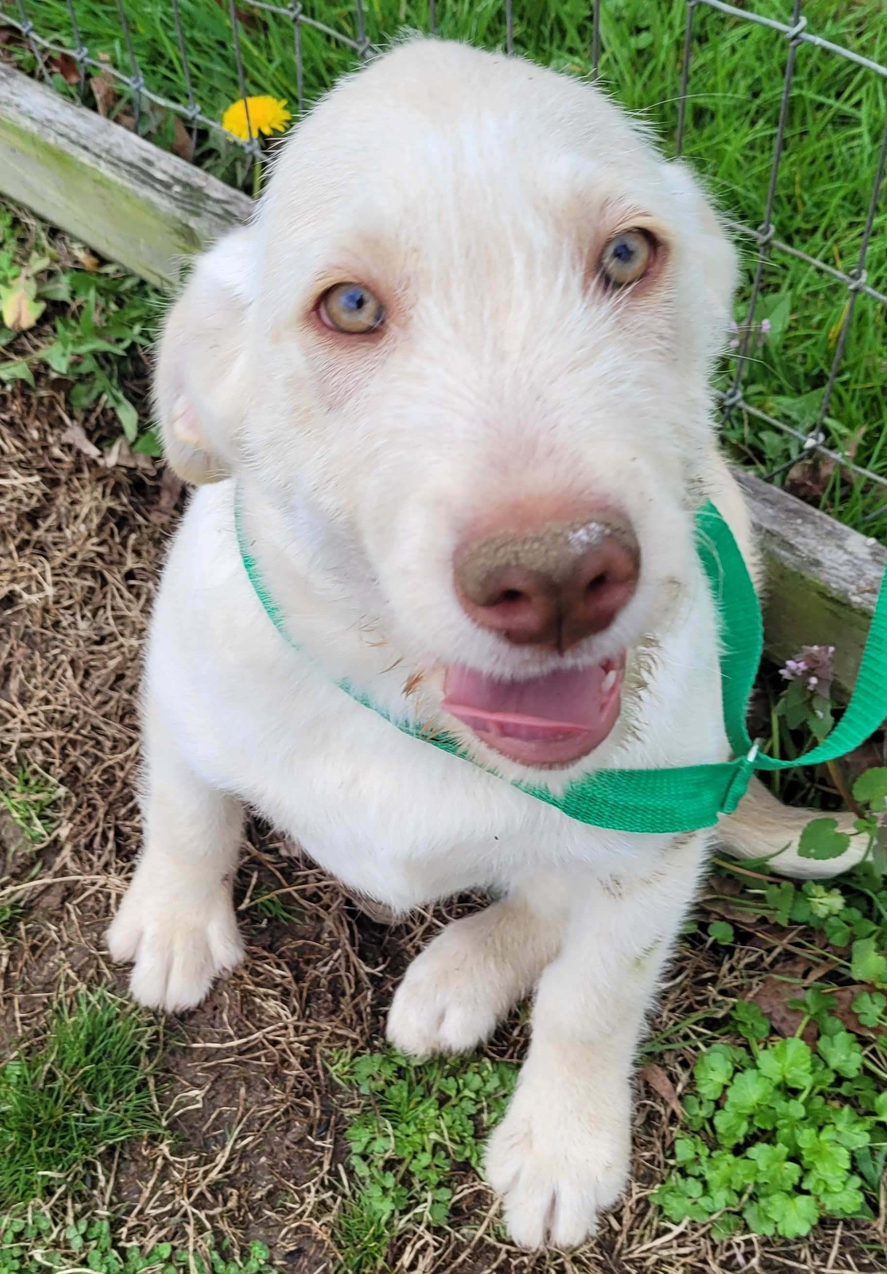 Bufford, an adopted mixed breed in Killingworth, CT image 1/6