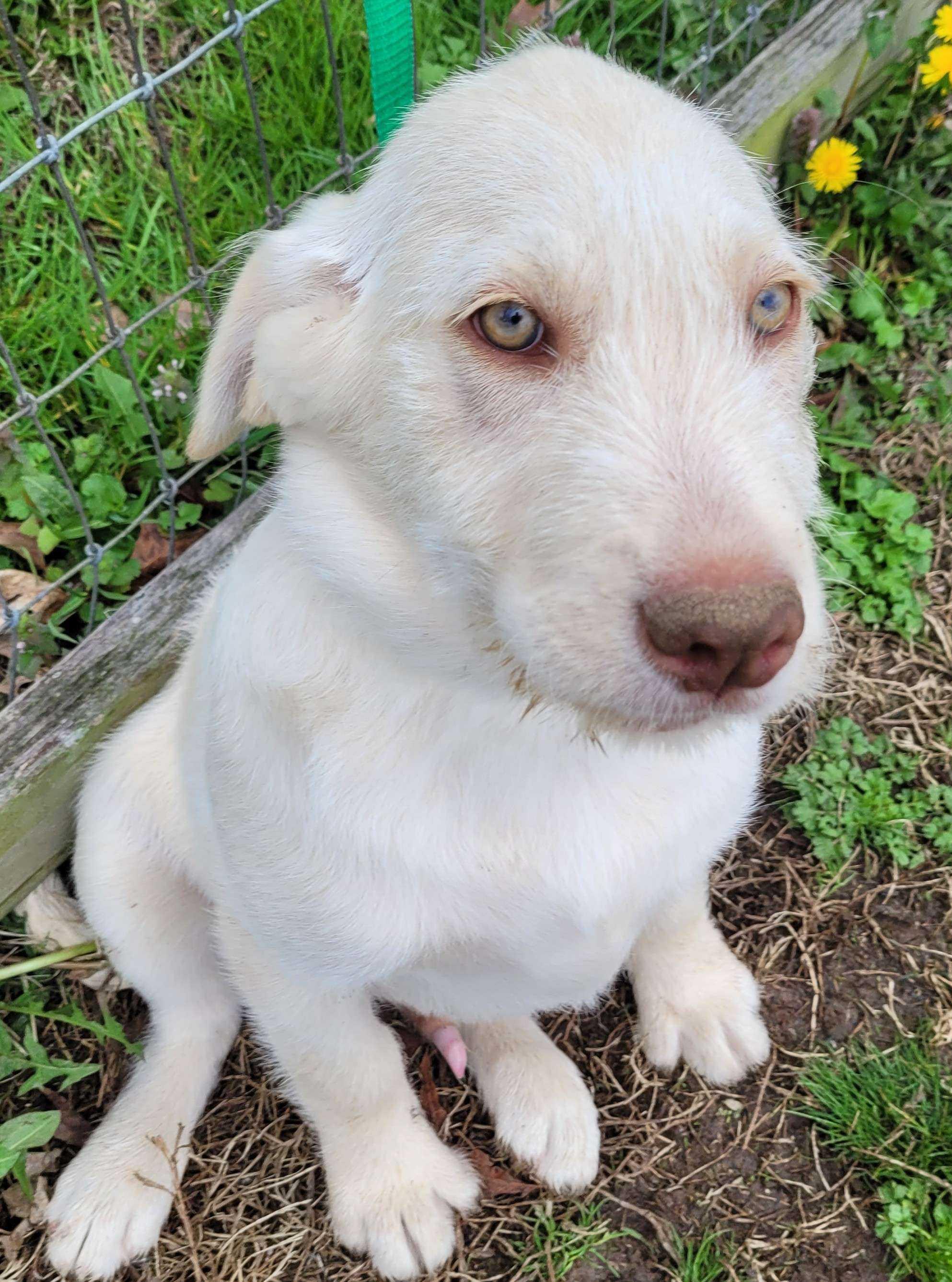 Bufford, an adopted mixed breed in Killingworth, CT image 4/6