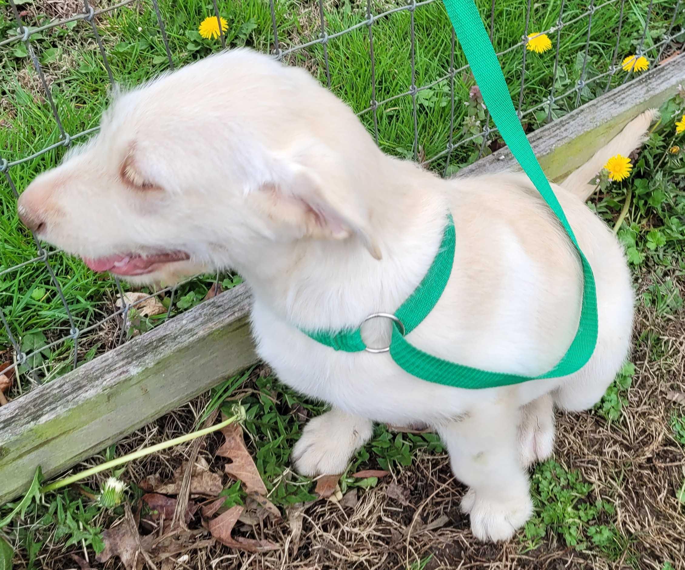 Bufford, an adopted mixed breed in Killingworth, CT image 2/6