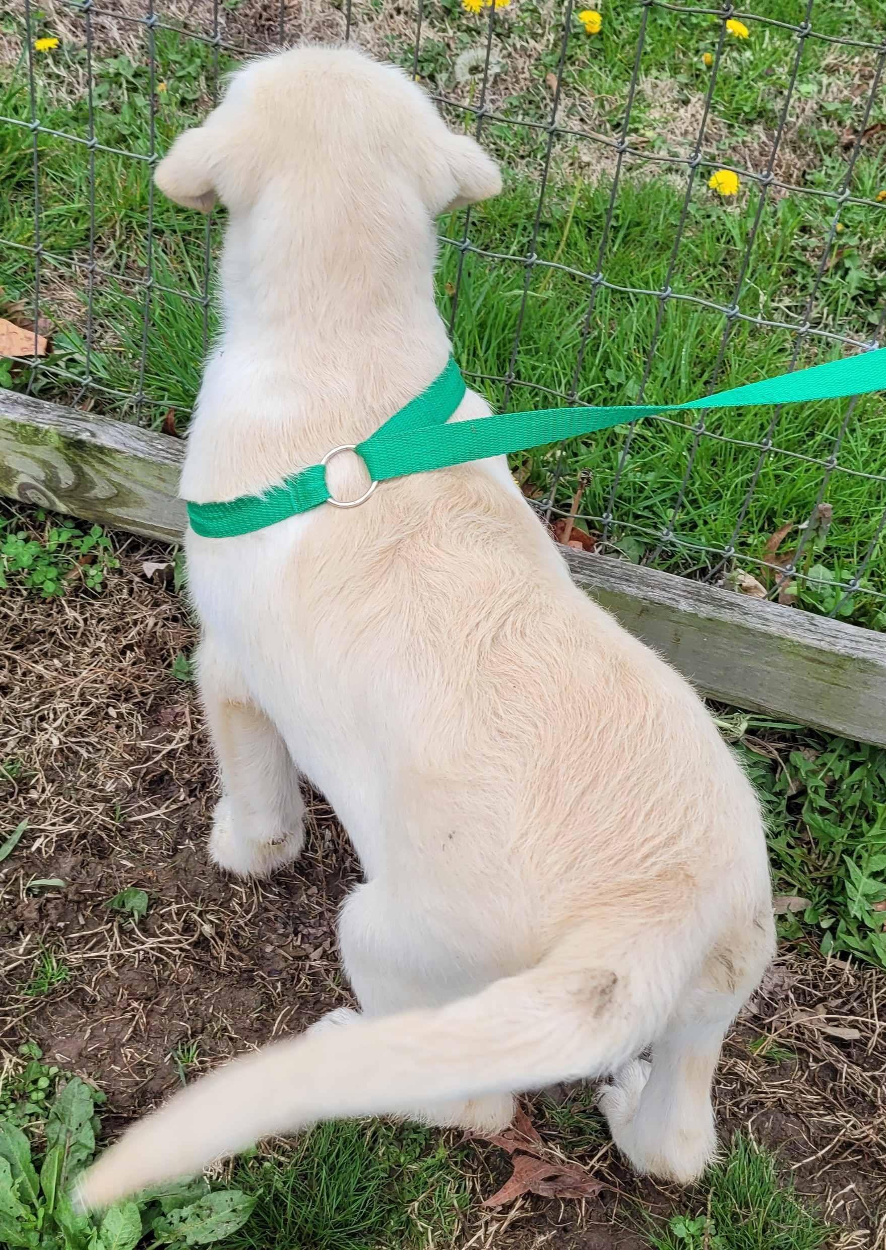 Bufford, an adopted mixed breed in Killingworth, CT image 5/6