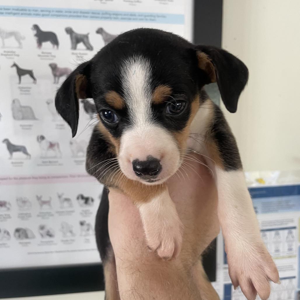 Enlarge Pup 12 (Chanelle), a Adoptable mixed breed in Galax, VA image 1/1
