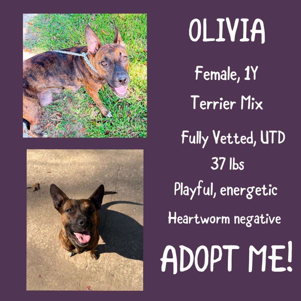 Enlarge Olivia, a Adoptable Pit Bull Terrier in Irvington, AL image 1/2