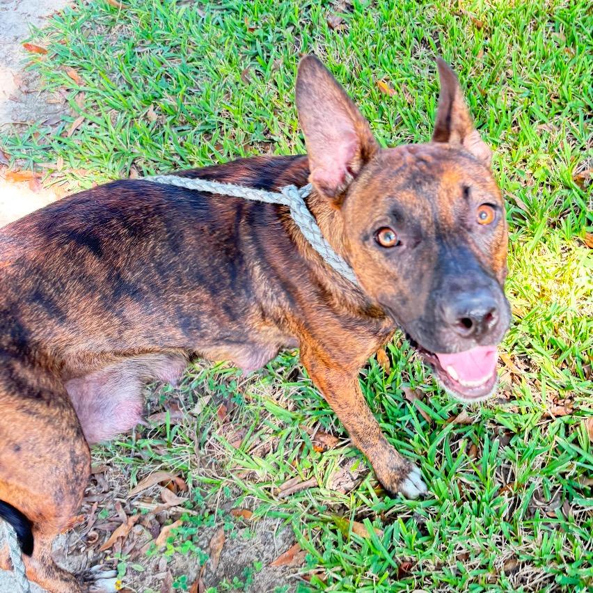 Enlarge Olivia, a Adoptable Pit Bull Terrier in Irvington, AL image 2/2