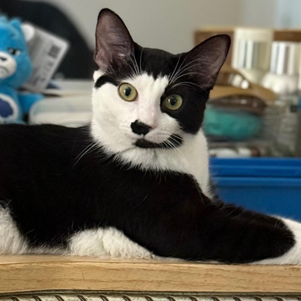 Enlarge Ember, a Adoptable Domestic Short Hair in Newport News, VA image 1/4