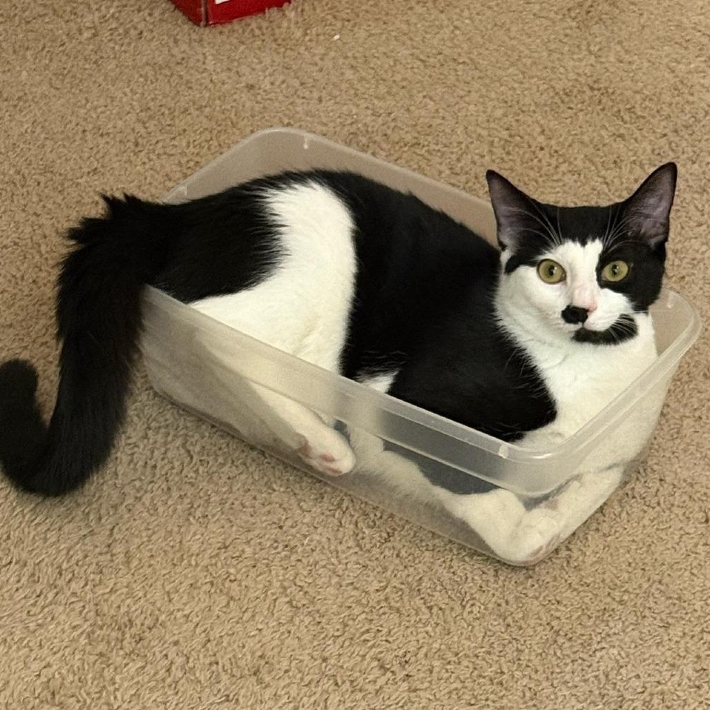 Enlarge Ember, a Adoptable Domestic Short Hair in Newport News, VA image 2/4