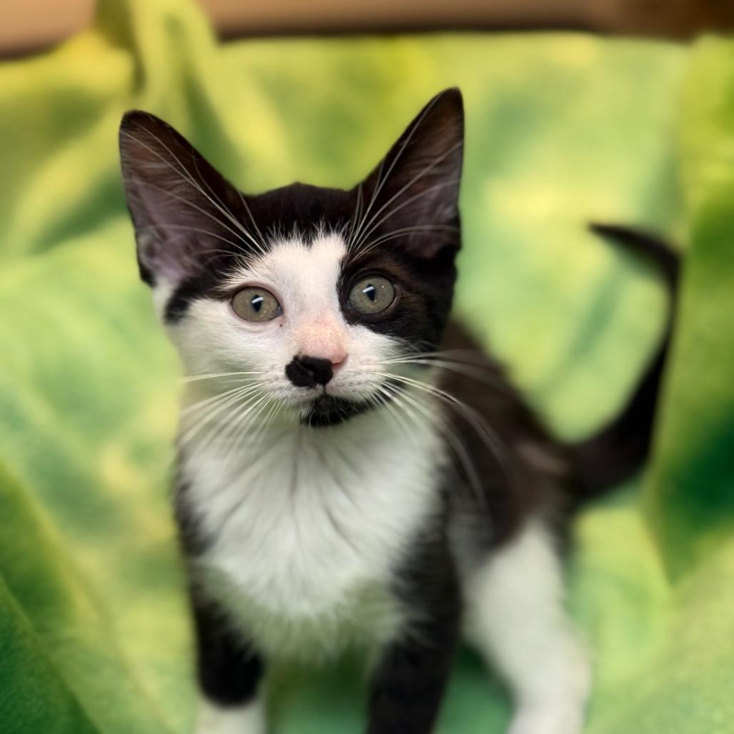 Enlarge Ember, a Adoptable Domestic Short Hair in Newport News, VA image 4/4