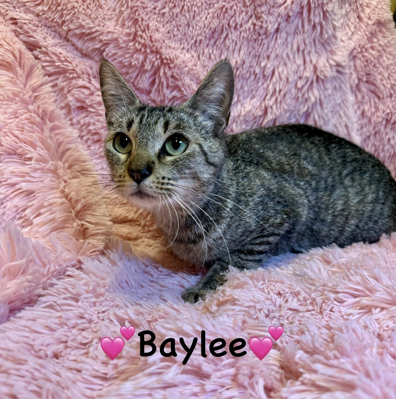 Enlarge Baylee, a Adoptable Tabby in Copley, OH image 1/1