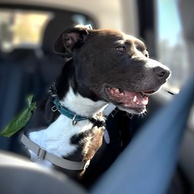 Enlarge KYLO, a ADOPTABLE mixed breed in Murrieta, CA image 6/6