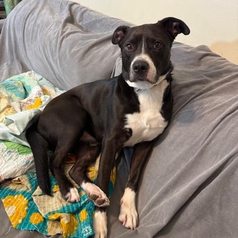 KYLO, ADOPTABLE, Adult Male American Staffordshire Terrier.