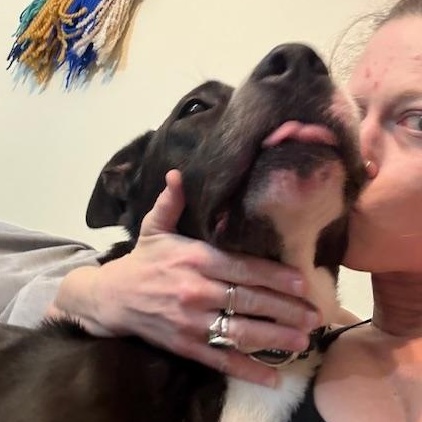 Enlarge KYLO, a ADOPTABLE mixed breed in Murrieta, CA image 5/6