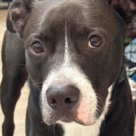 Enlarge KYLO, a ADOPTABLE mixed breed in Murrieta, CA image 2/6