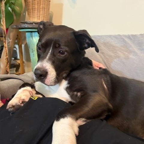 Enlarge KYLO, a ADOPTABLE mixed breed in Murrieta, CA image 4/6