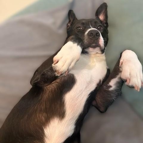 Enlarge KYLO, a ADOPTABLE mixed breed in Murrieta, CA image 3/6