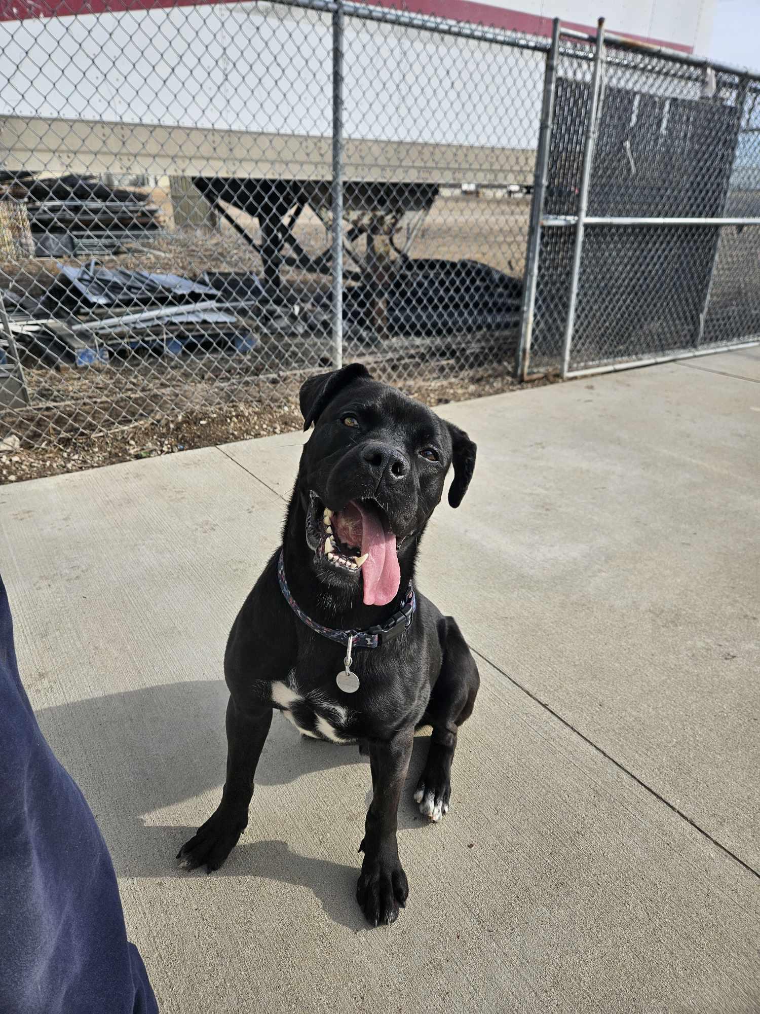 Enlarge Hulk, a Adoptable mixed breed in La Salle, IL image 1/6