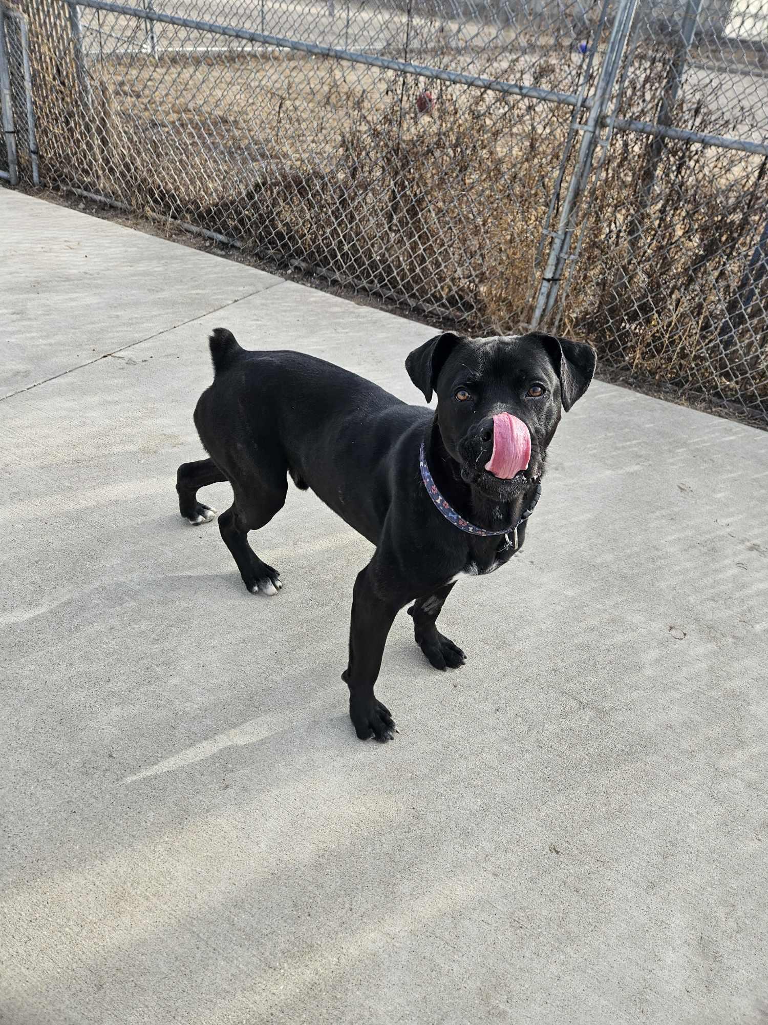 Enlarge Hulk, a Adoptable mixed breed in La Salle, IL image 6/6