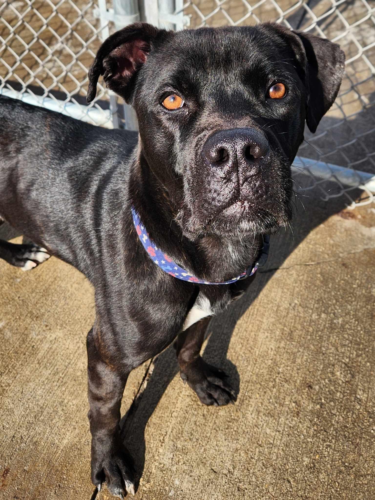 Enlarge Hulk, a Adoptable mixed breed in La Salle, IL image 2/6