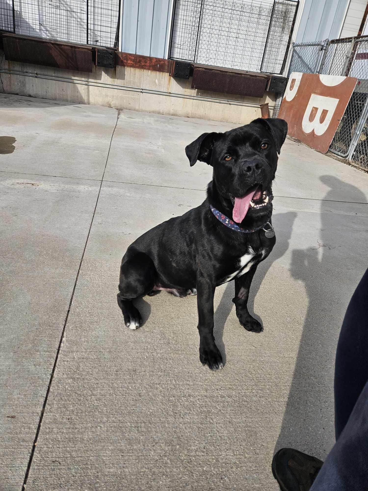 Enlarge Hulk, a Adoptable mixed breed in La Salle, IL image 5/6