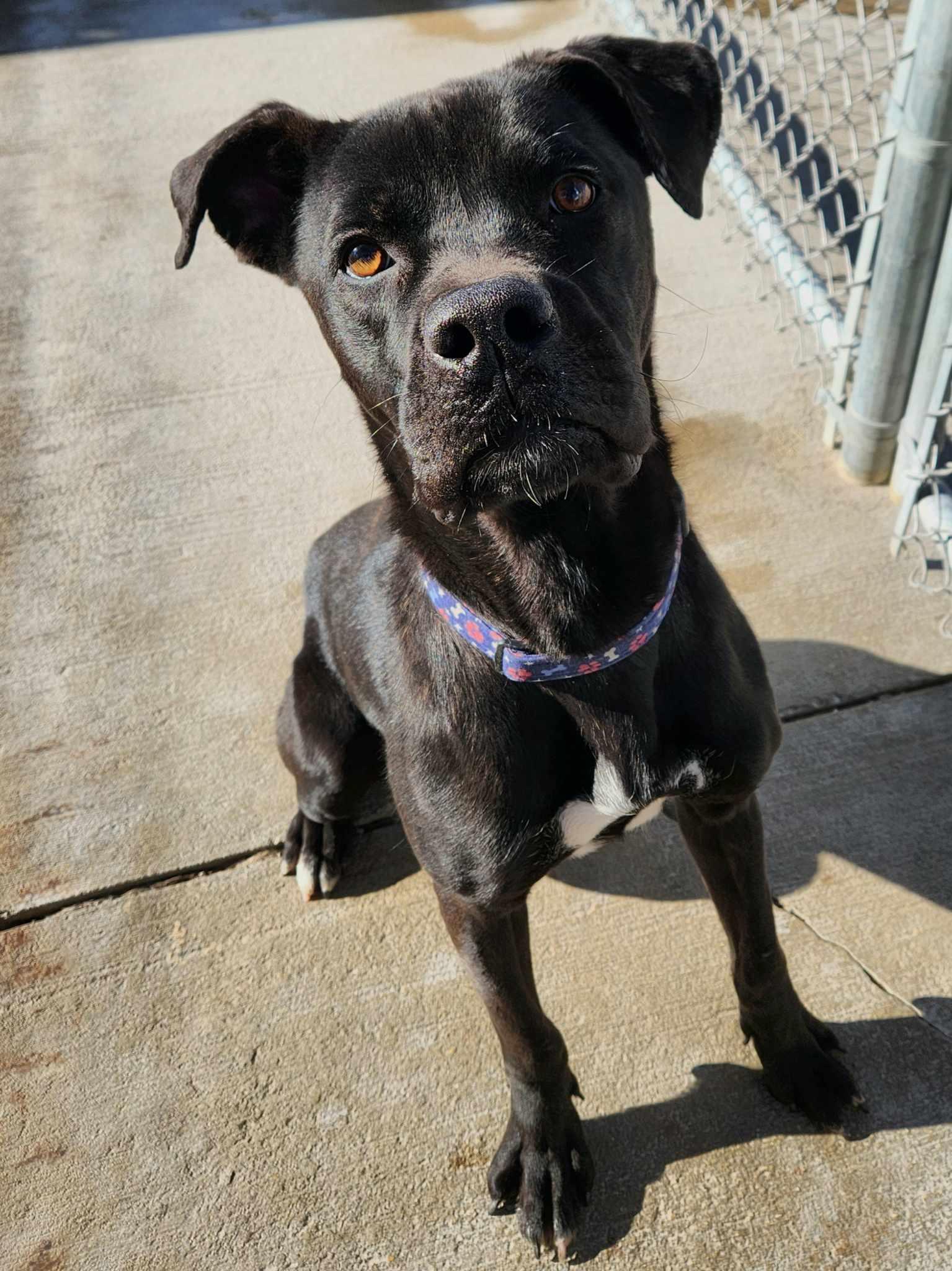 Enlarge Hulk, a Adoptable mixed breed in La Salle, IL image 3/6