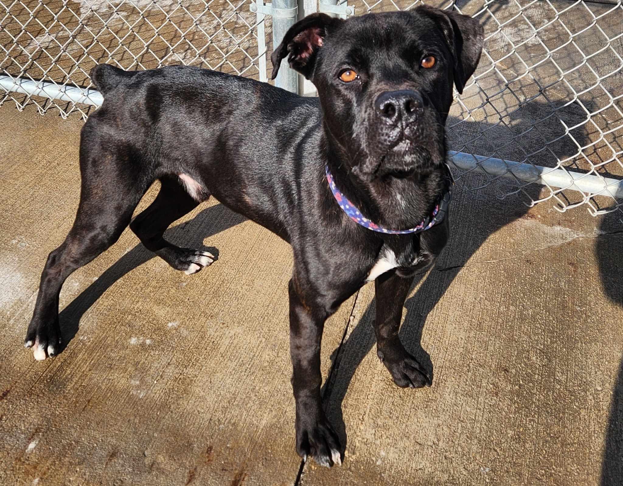 Enlarge Hulk, a Adoptable mixed breed in La Salle, IL image 4/6