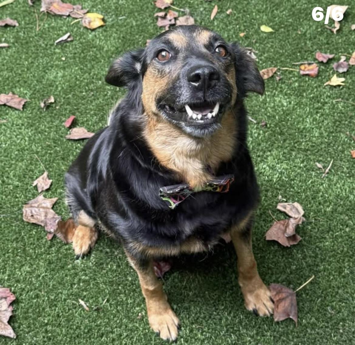 Bertha, a Adoptable mixed breed in Kannapolis, NC image 2/5