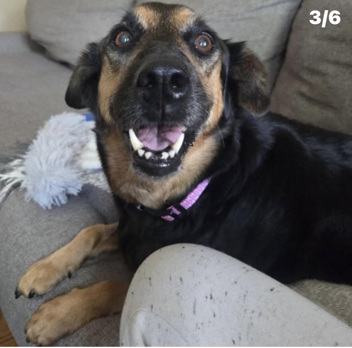 Bertha, a Adoptable mixed breed in Kannapolis, NC image 3/5