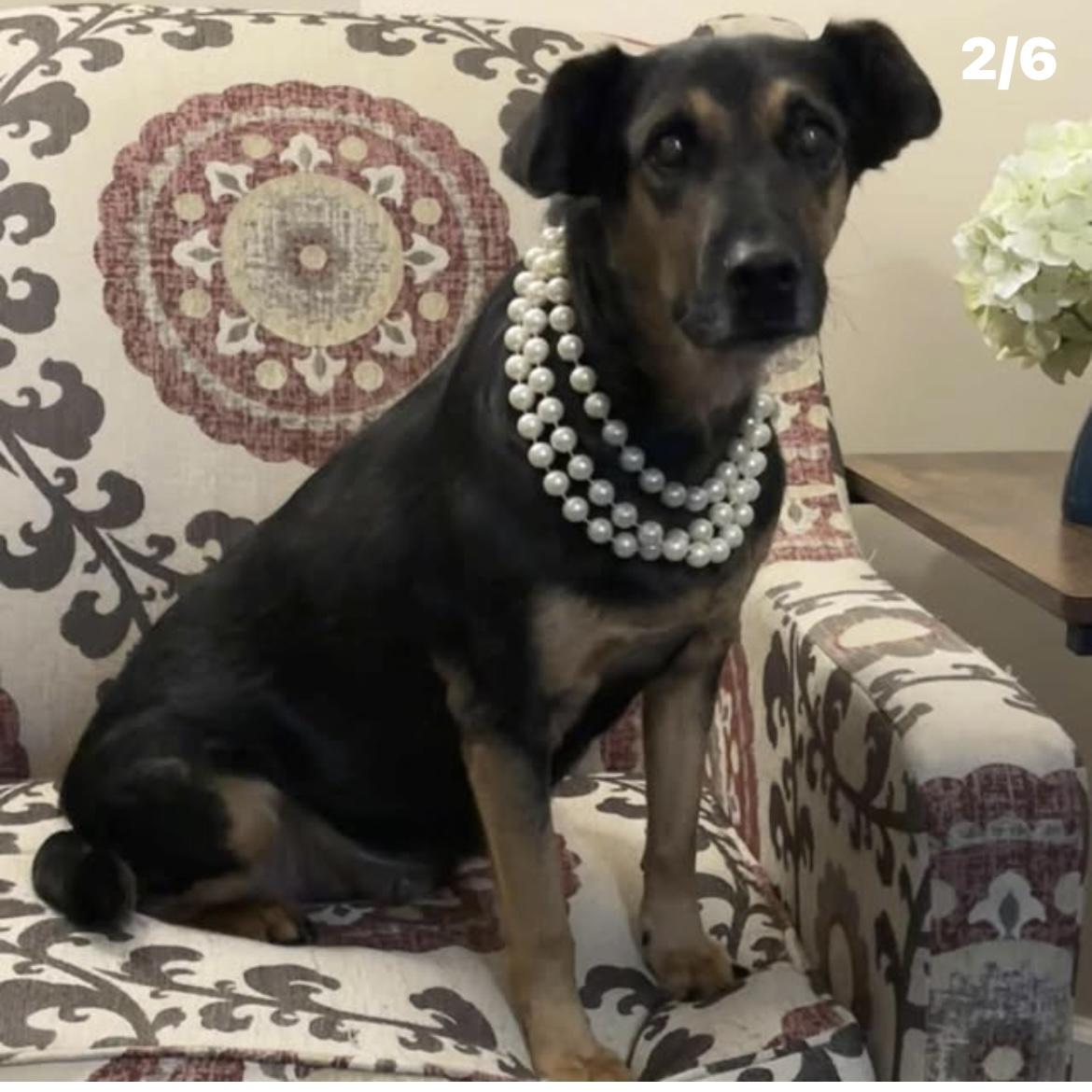 Bertha, a Adoptable mixed breed in Kannapolis, NC image 1/5