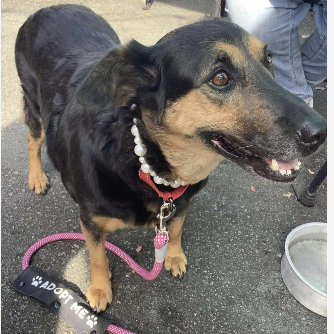 Bertha, a Adoptable mixed breed in Kannapolis, NC image 5/5