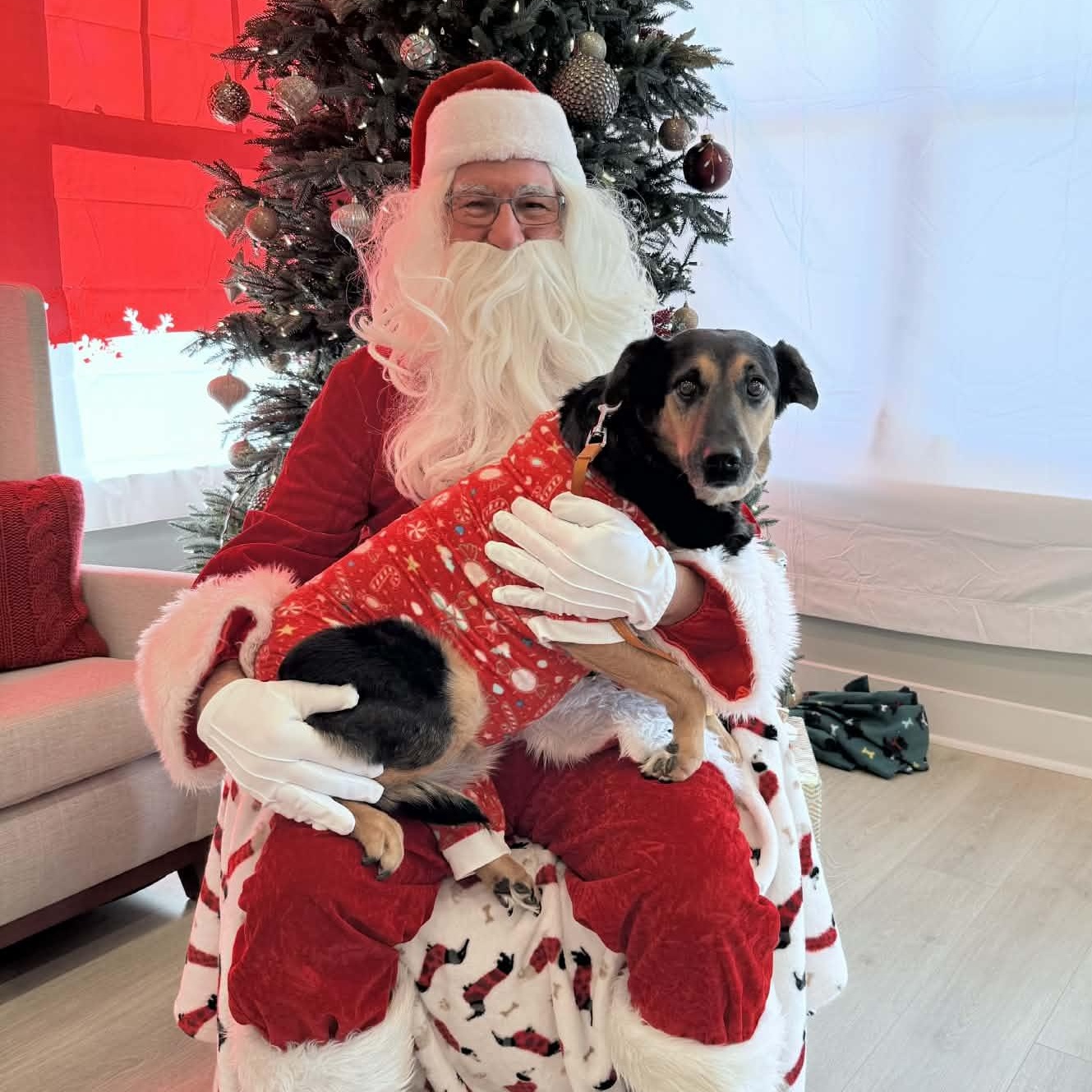 Enlarge Bertha, a Adoptable mixed breed in Kannapolis, NC image 2/6