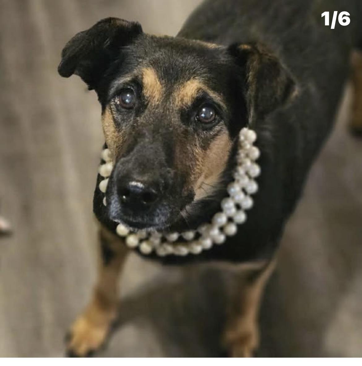 Bertha, a Adoptable mixed breed in Kannapolis, NC image 4/5