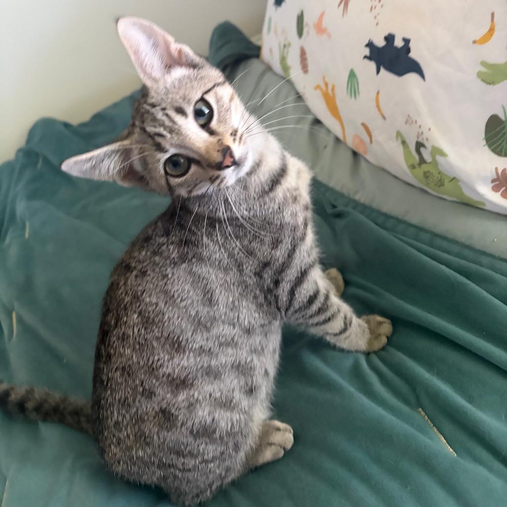 Enlarge Lugnut, a Adopted Domestic Short Hair in Wilmington, NC image 2/5