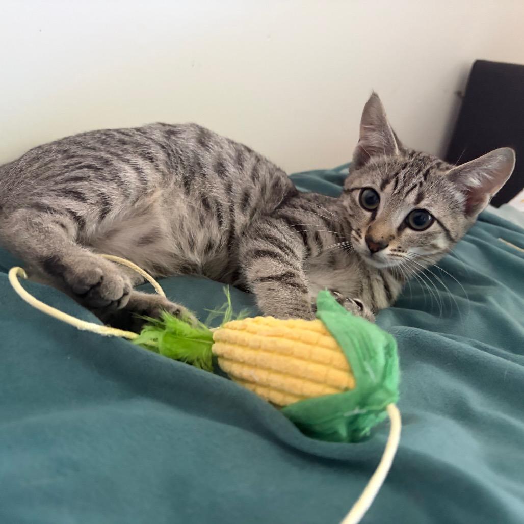 Enlarge Lugnut, a Adopted Domestic Short Hair in Wilmington, NC image 3/5