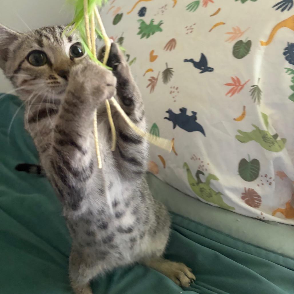 Enlarge Lugnut, a Adopted Domestic Short Hair in Wilmington, NC image 5/5
