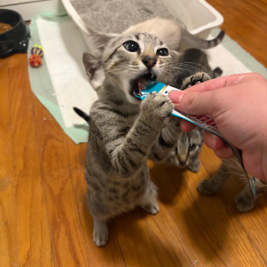Enlarge Lugnut, a Adopted Domestic Short Hair in Wilmington, NC image 4/5