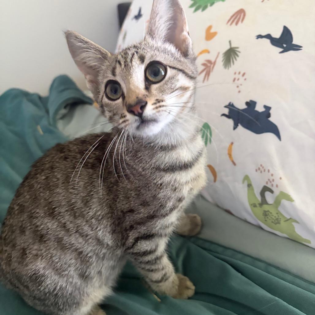 Lugnut, Adopted, Kitten Female Domestic Short Hair.