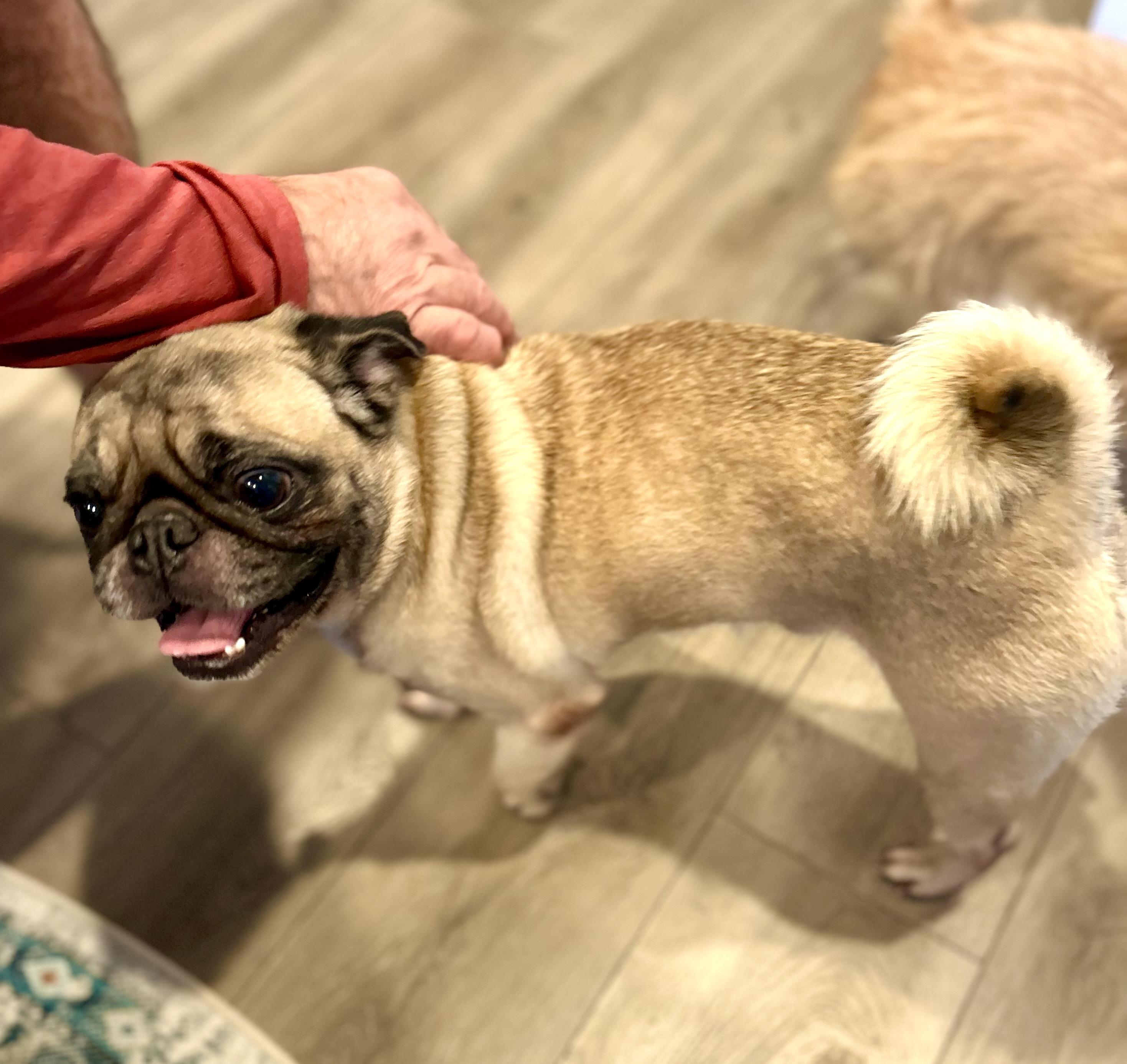 Danni, a Adopted Pug in Surrey, BC image 4/5