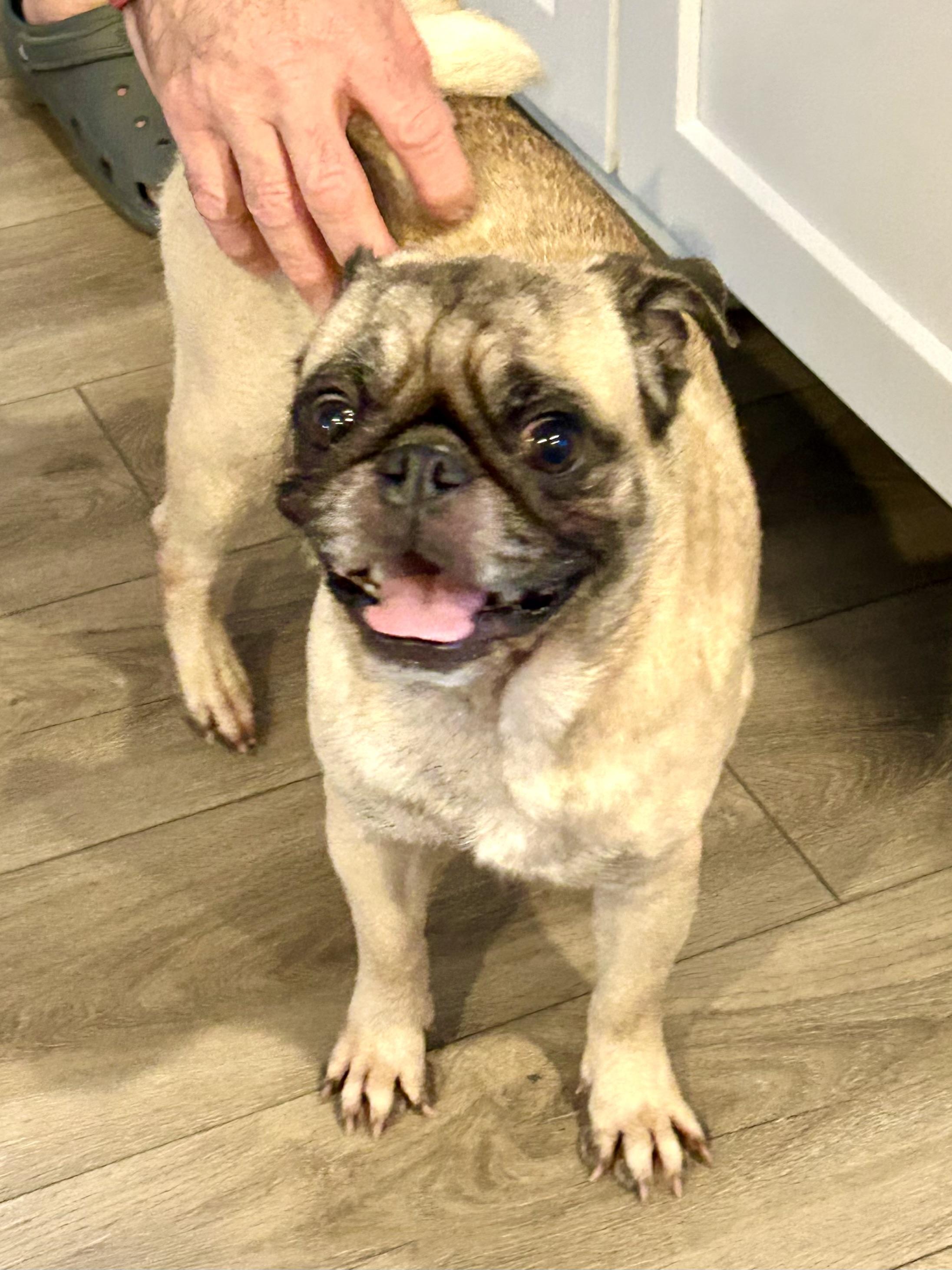 Danni, a Adopted Pug in Surrey, BC image 1/5