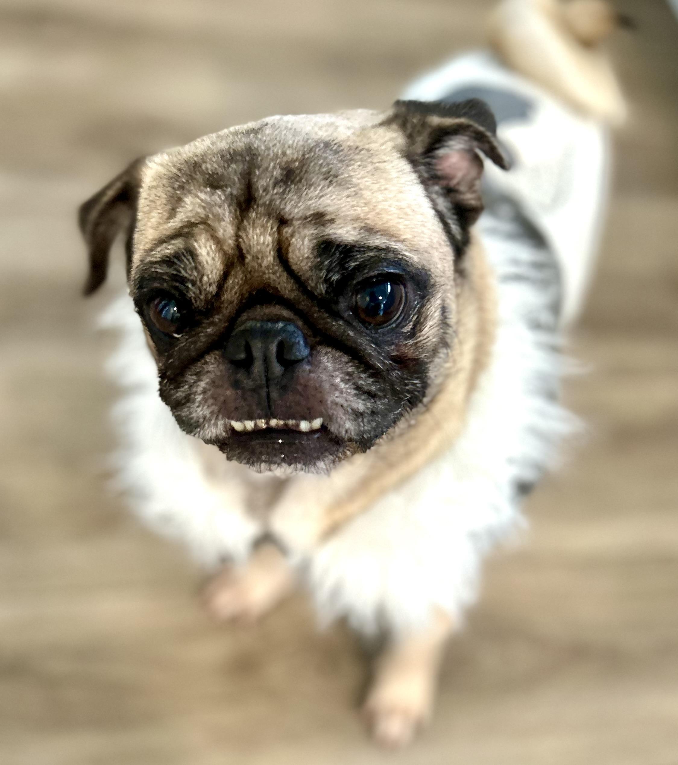 Danni, a Adopted Pug in Surrey, BC image 5/5